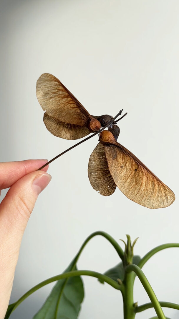 Maple tree seed "helicopter seed" dragonfly How to make a dragonfly out of Maple tree seeds and a tiny stick