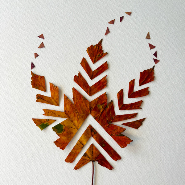 Maple leaf cut into pieces that create a repetitive pattern