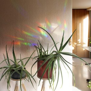 Rainbow maker sticker creates rainbows on the wall with aloe plants