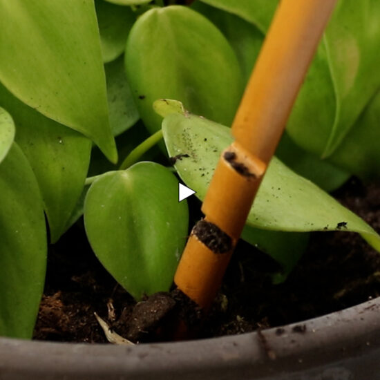 Video Thumbnail wooden soil checker by Botanopia