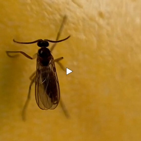 Video thumbnail sticky paper goodie by Botanopia