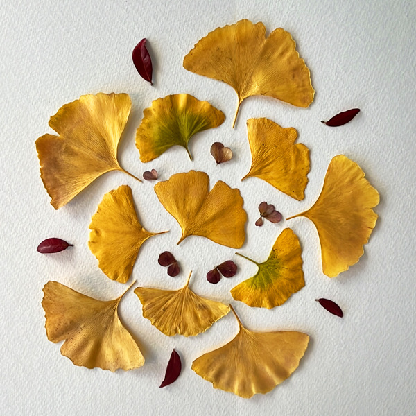 Yellow Ginkgo leaves creating a circular shape on to a paper