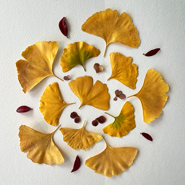Ginkgo leaves creating shape art on a paper Yellow Ginkgo leaves creating a circular shape on to a paper