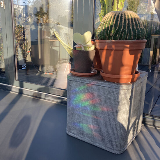 cactus-in-the-rainbows-made-with-botanopia-rainbow-maker-sticker cactus-in-the-rainbows-made-with-botanopia-rainbow-maker-sticker