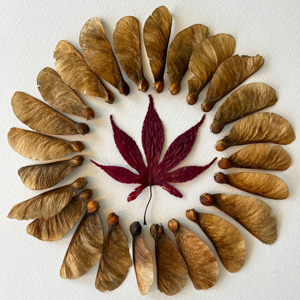 Circle made out of maple seeds Making a circle art piece from maple seeds
