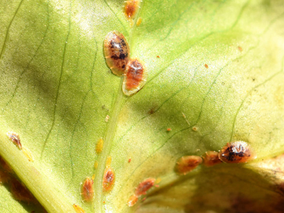 Scale insects on plant leaf