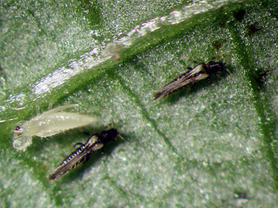 thrips adults and puppa 2 adults thrips and a puppa