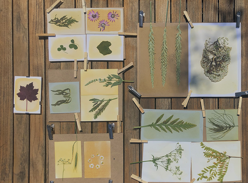 Anthotypes after sun exposure