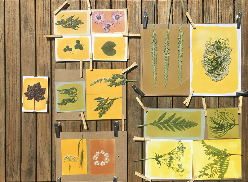 Anthotypes before sun exposure