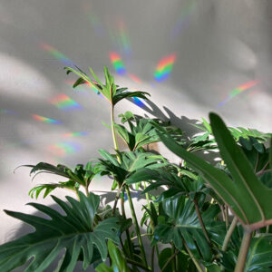 planten met regenbogen op de muur