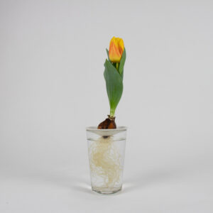 stunning tulip flower bulb in water, on a germination plate - Botanopia