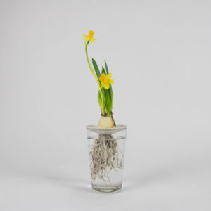 beautiful narcissus bulb in water, with roots