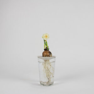 beautiful white narcissus bulb with roots in water