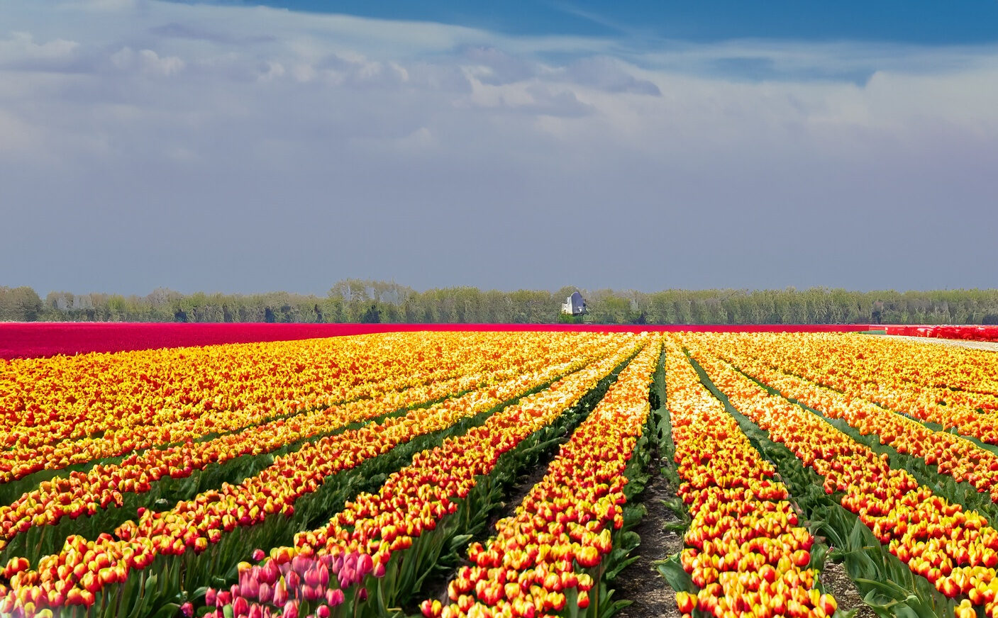 huge tulip fields in the Netherlands, mostly yellow and pink flowers
