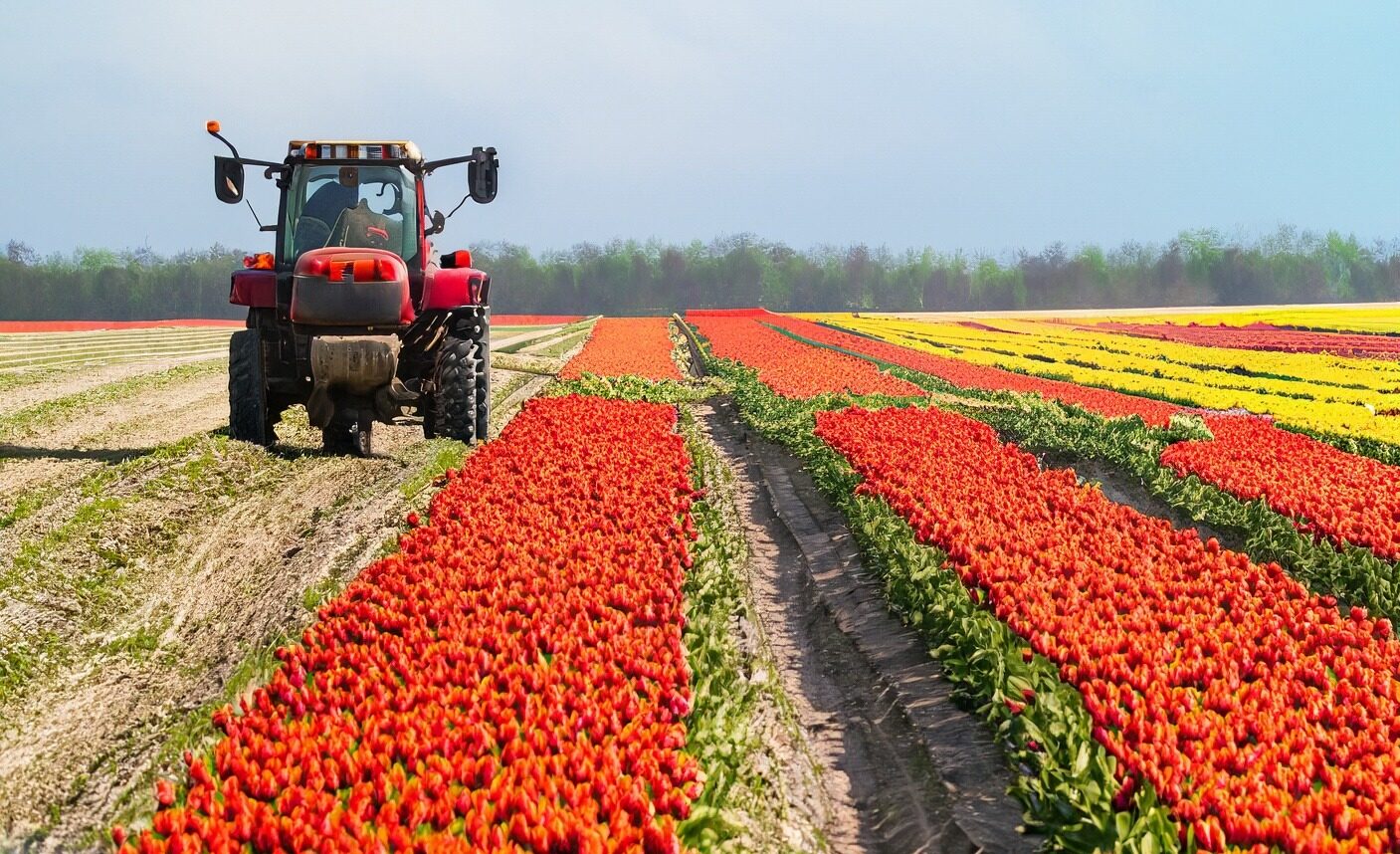 un tracteur qui ne coupe que les fleurs dans le champ de tulipes