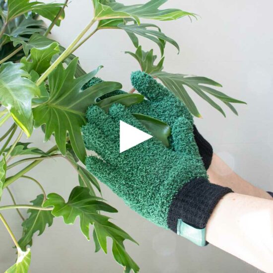 fluffy gloves to clean the leaves of your plants