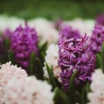 purple Hyacinth in bloom in a Hyacinth field by ambrosiniv