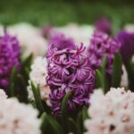 purple Hyacinth in bloom in a Hyacinth field by ambrosiniv