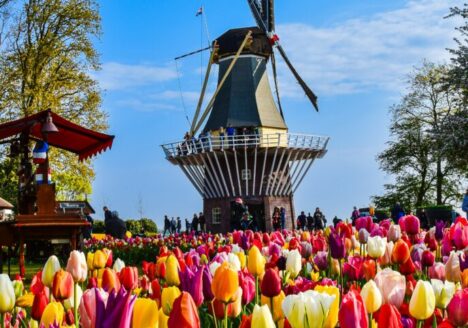 eine holländische Mühle neben einem blühenden Tulpenfeld by axp