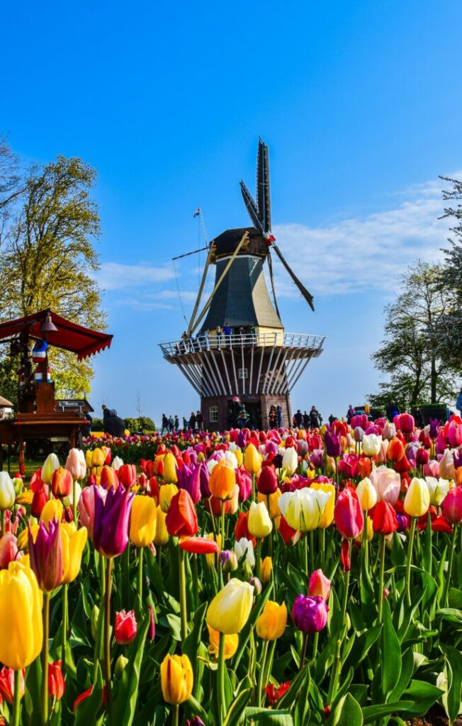 a dutch mill next to a tulip fields in bloom by axp