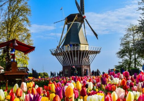 a dutch mill next to a tulip fields in bloom by axp