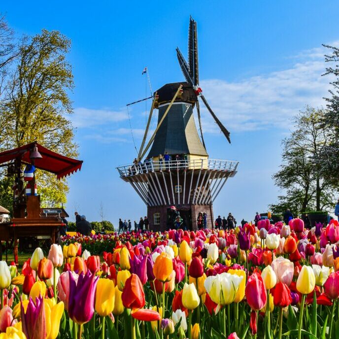 eine holländische Mühle neben einem blühenden Tulpenfeld by axp