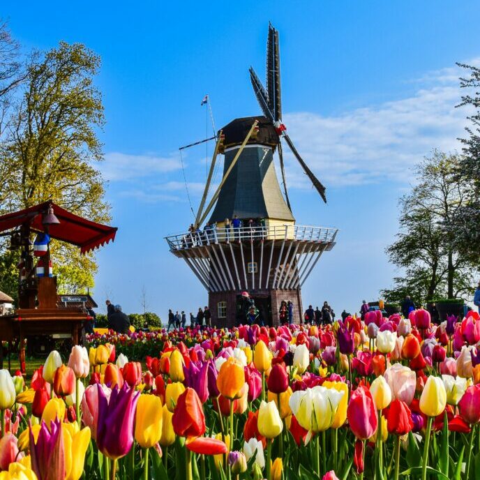 a dutch mill next to a tulip fields in bloom by axp