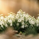 perce-neiges en fleur, blanche par Chris f