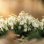 cute white snowdrops by chris f