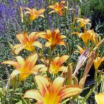 orange and yellow Lillies in flower by cindy gustafson