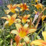 orange and yellow Lillies in flower by cindy gustafson