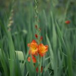 orangefarbene Gladiolen in der Natur by diephotopotato