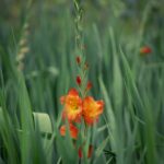 orange Gladiolus in the nature by diephotopotato