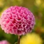 magnifique dahlia en fleur rose par gru