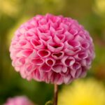 beautiful pink dahlia in bloom from gru