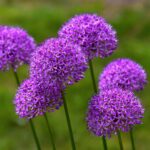 Purple Alliums in flower by jeffrey eisen