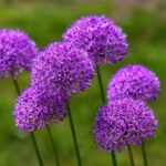 Purple Alliums in flower by jeffrey eisen