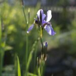 Iris en fleur parmi d'autres végétaux par jeremias müller