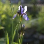 Iris in bloom in the sun by jeremias müller