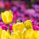 tulipe jaune dans un champ de tulipes violettes et jaunes par jos van ouwerkerk