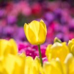 yellow tulip in a field of purple and yellow tulips by jos van ouwerkerk
