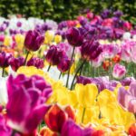 nombreuses tulipes en fleur en plein soleil, plein de couleurs différentes