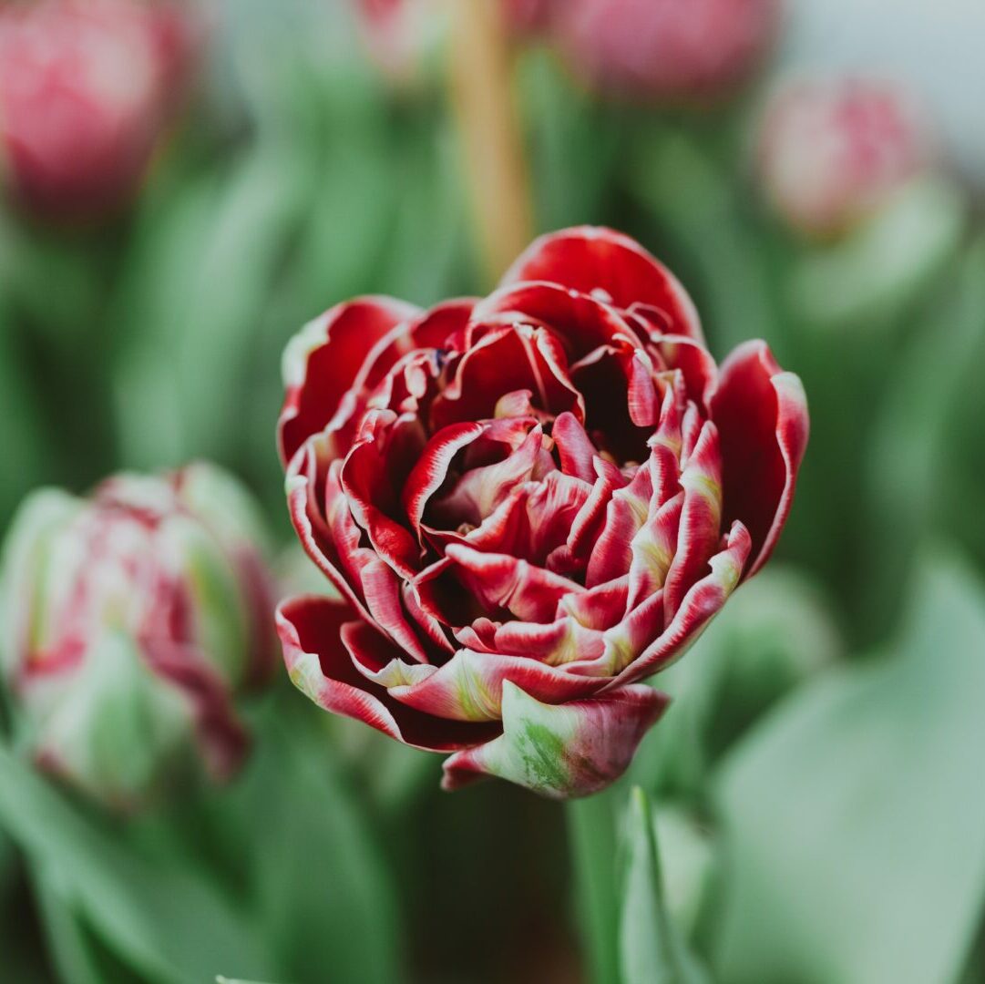 tulipe rose espèce double hâtive par julia filirovska