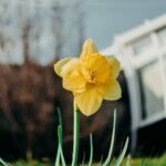 yellow Daffodil in the sun by lisa fotios