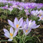 violetter krokus in blüte in einem wald by matu bil