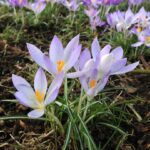 violet crocus in flower in a forest by matu bil