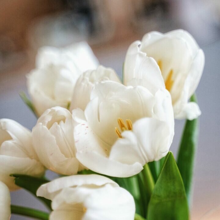 bouquet de tulipes triomphe blanche par olena bohovyk