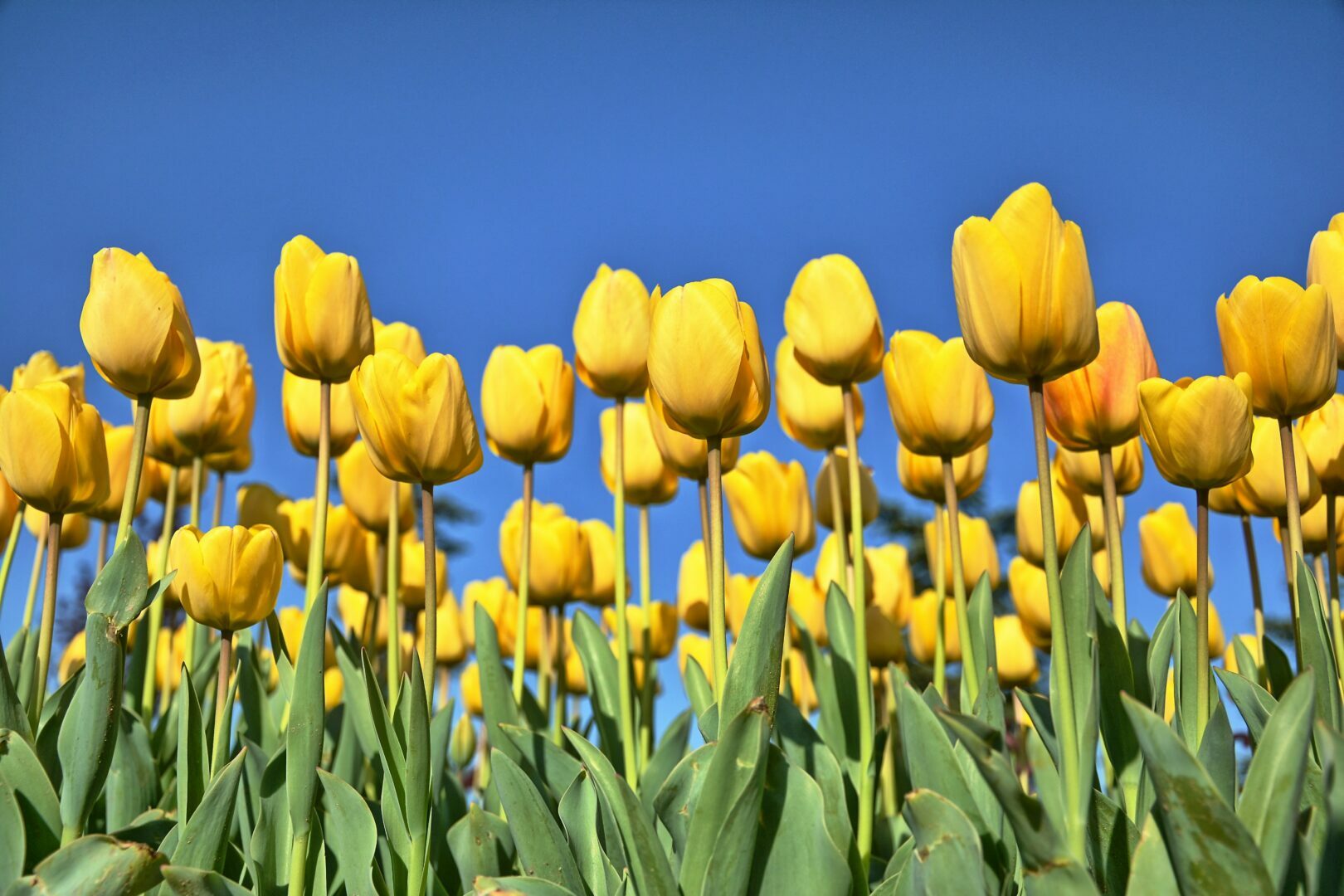 yellow tulips field in flower by pixabay