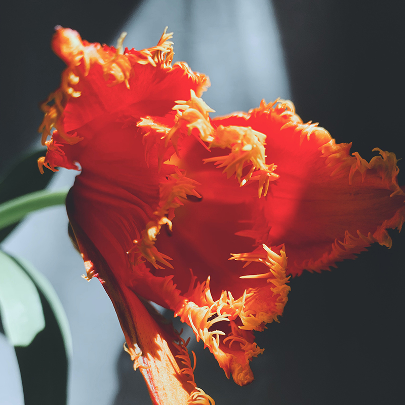 Tulipe perroquet orange sous la lumière du soleil de ekaterina