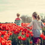 enfants qui marchent à travers le champs de tulipes en plein soleil